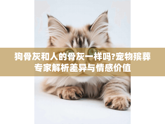 狗骨灰和人的骨灰一样吗?宠物殡葬专家解析差异与情感价值