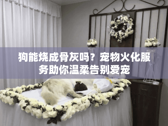 狗能烧成骨灰吗？宠物火化服务助你温柔告别爱宠
