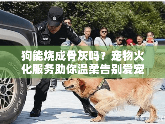 狗能烧成骨灰吗？宠物火化服务助你温柔告别爱宠