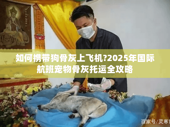 如何携带狗骨灰上飞机?2025年国际航班宠物骨灰托运全攻略