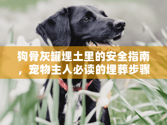 狗骨灰罐埋土里的安全指南，宠物主人必读的埋葬步骤