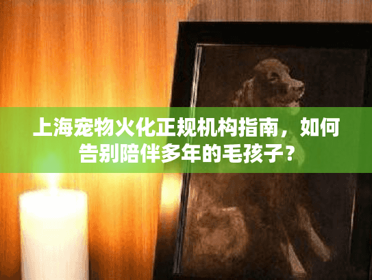 上海宠物火化正规机构指南，如何告别陪伴多年的毛孩子？