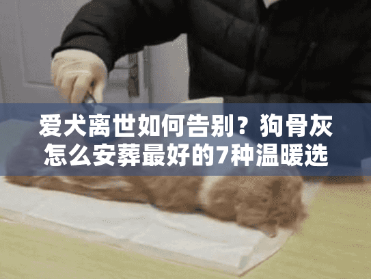 爱犬离世如何告别？狗骨灰怎么安葬最好的7种温暖选择