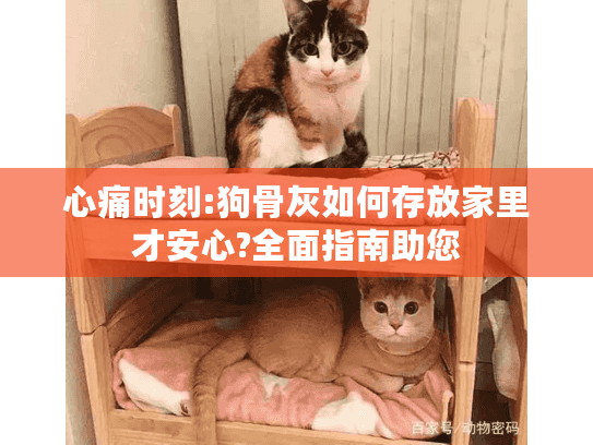 心痛时刻:狗骨灰如何存放家里才安心?全面指南助您