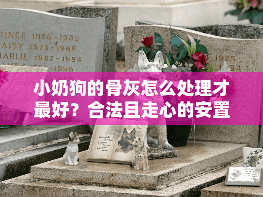 小奶狗的骨灰怎么处理才最好？合法且走心的安置指南