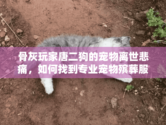 骨灰玩家唐二狗的宠物离世悲痛，如何找到专业宠物殡葬服务？