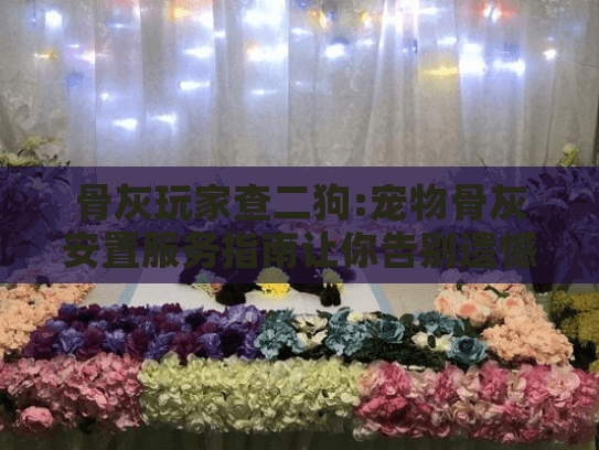 骨灰玩家查二狗:宠物骨灰安置服务指南让你告别遗憾?