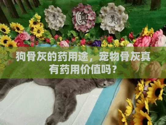 狗骨灰的药用途，宠物骨灰真有药用价值吗？