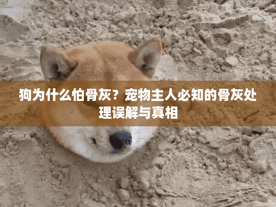 狗为什么怕骨灰？宠物主人必知的骨灰处理误解与真相