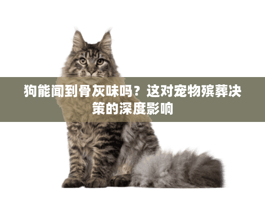 狗能闻到骨灰味吗？这对宠物殡葬决策的深度影响