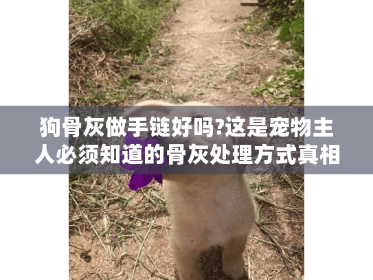 狗骨灰做手链好吗?这是宠物主人必须知道的骨灰处理方式真相