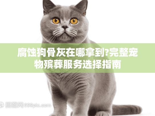 腐蚀狗骨灰在哪拿到?完整宠物殡葬服务选择指南