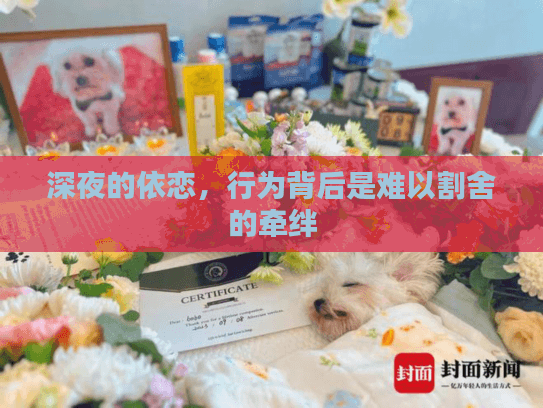 深夜的依恋，行为背后是难以割舍的牵绊