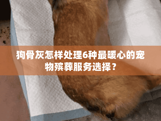 狗骨灰怎样处理6种最暖心的宠物殡葬服务选择？