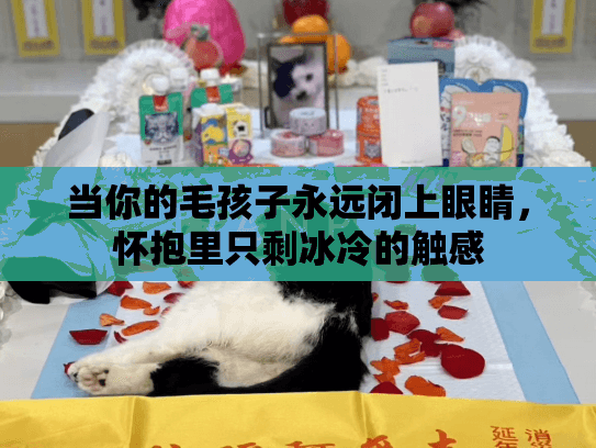当你的毛孩子永远闭上眼睛，怀抱里只剩冰冷的触感