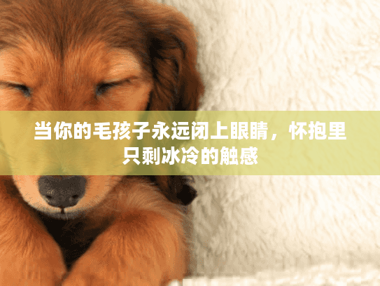 当你的毛孩子永远闭上眼睛，怀抱里只剩冰冷的触感