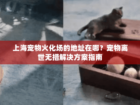 上海宠物火化场的地址在哪？宠物离世无措解决方案指南