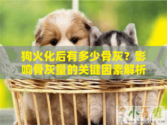 狗火化后有多少骨灰？影响骨灰量的关键因素解析
