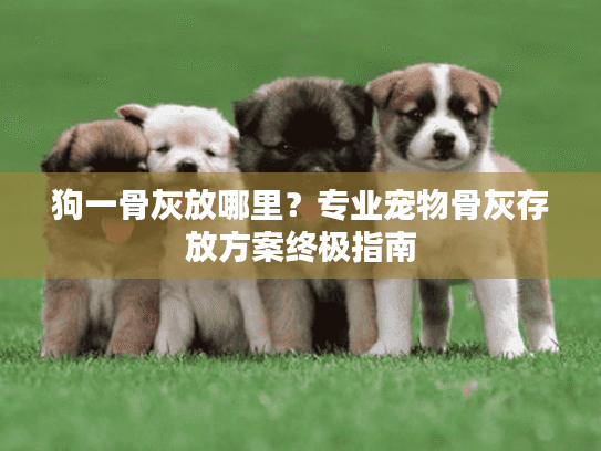 狗一骨灰放哪里？专业宠物骨灰存放方案终极指南