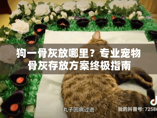 狗一骨灰放哪里？专业宠物骨灰存放方案终极指南
