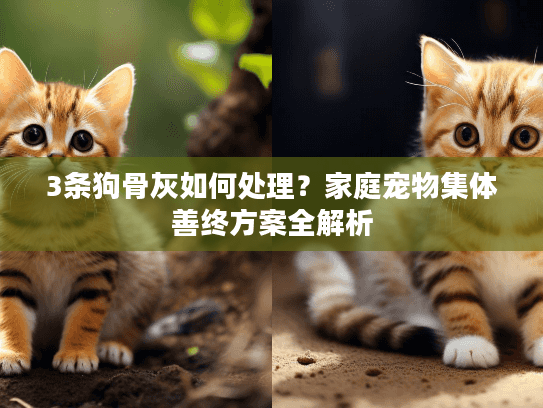 3条狗骨灰如何处理？家庭宠物集体善终方案全解析