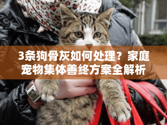 3条狗骨灰如何处理？家庭宠物集体善终方案全解析