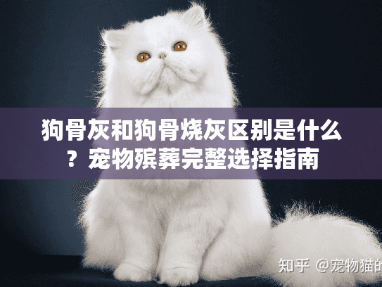 狗骨灰和狗骨烧灰区别是什么？宠物殡葬完整选择指南