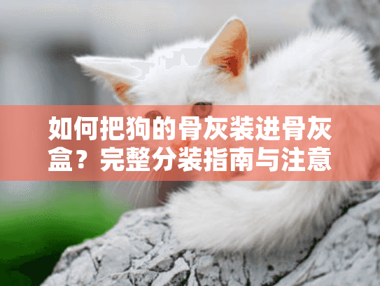 如何把狗的骨灰装进骨灰盒？完整分装指南与注意事项
