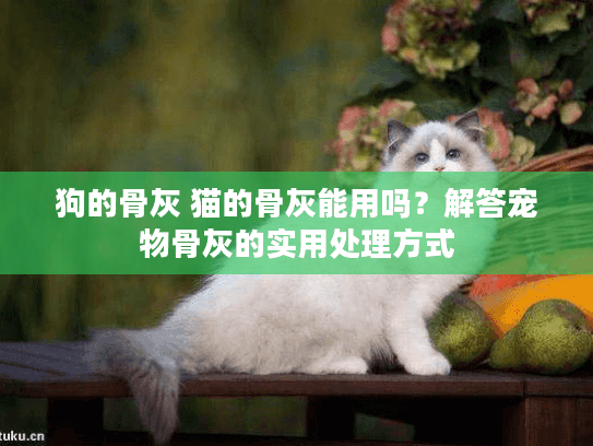 狗的骨灰 猫的骨灰能用吗？解答宠物骨灰的实用处理方式