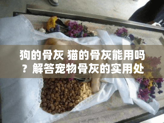 狗的骨灰 猫的骨灰能用吗？解答宠物骨灰的实用处理方式
