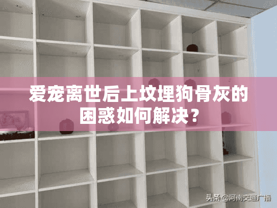 爱宠离世后上坟埋狗骨灰的困惑如何解决？