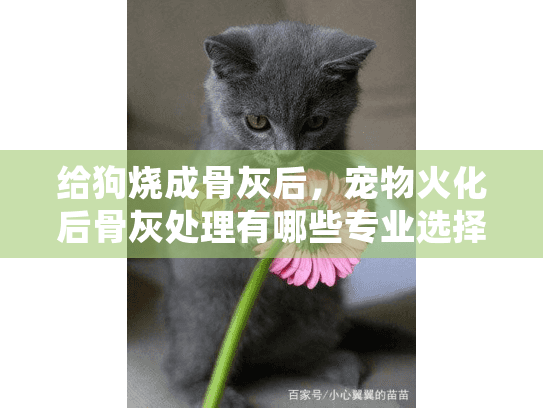给狗烧成骨灰后，宠物火化后骨灰处理有哪些专业选择？