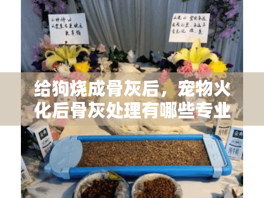 给狗烧成骨灰后，宠物火化后骨灰处理有哪些专业选择？