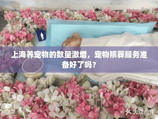 上海养宠物的数量激增，宠物殡葬服务准备好了吗？