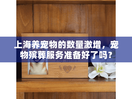 上海养宠物的数量激增，宠物殡葬服务准备好了吗？