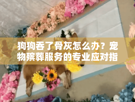 狗狗吞了骨灰怎么办？宠物殡葬服务的专业应对指南