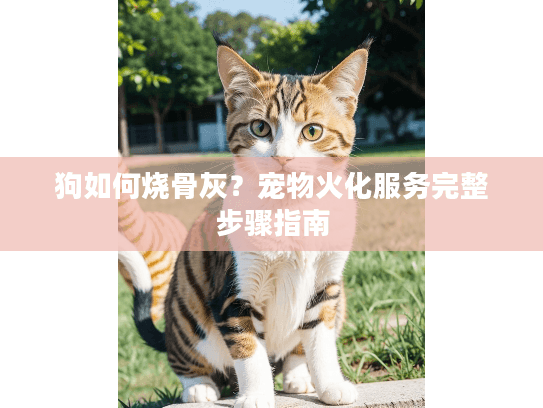 狗如何烧骨灰？宠物火化服务完整步骤指南
