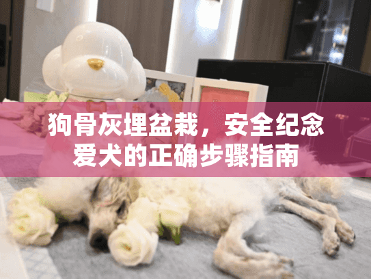 狗骨灰埋盆栽，安全纪念爱犬的正确步骤指南