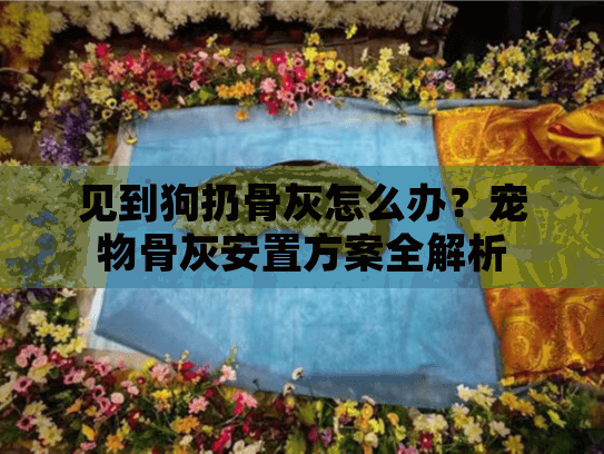 见到狗扔骨灰怎么办？宠物骨灰安置方案全解析