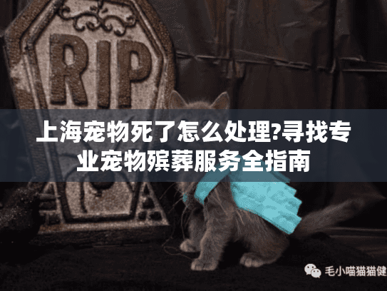 上海宠物死了怎么处理?寻找专业宠物殡葬服务全指南