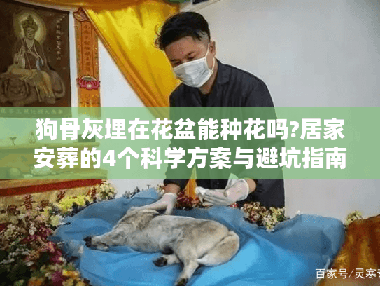 狗骨灰埋在花盆能种花吗?居家安葬的4个科学方案与避坑指南