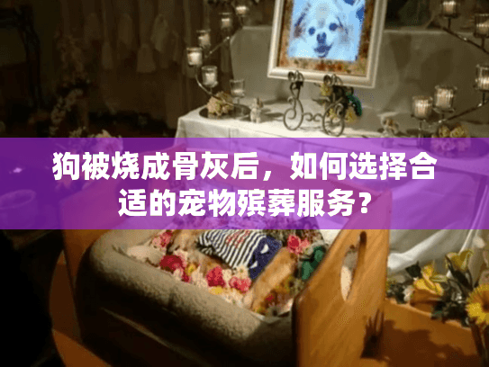 狗被烧成骨灰后，如何选择合适的宠物殡葬服务？