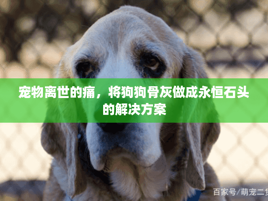 宠物离世的痛，将狗狗骨灰做成永恒石头的解决方案