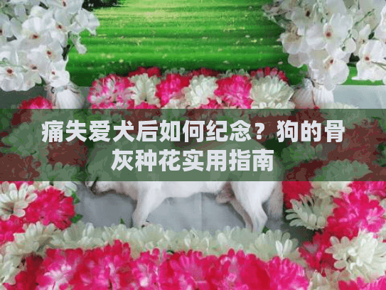 痛失爱犬后如何纪念？狗的骨灰种花实用指南