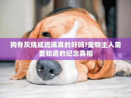 狗骨灰烧成琉璃真的好吗?宠物主人需要知道的纪念真相