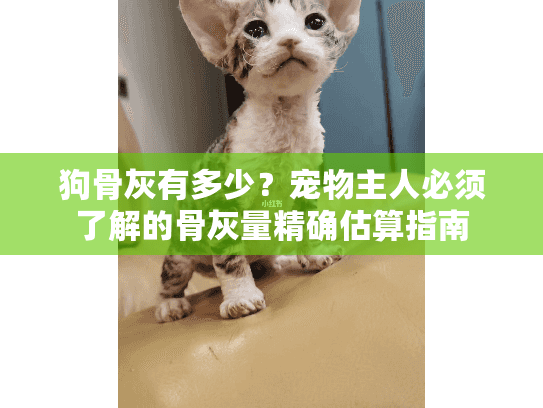 狗骨灰有多少？宠物主人必须了解的骨灰量精确估算指南