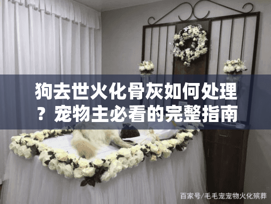 狗去世火化骨灰如何处理？宠物主必看的完整指南