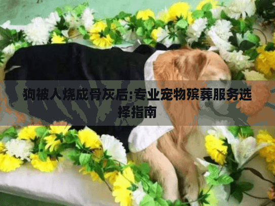狗被人烧成骨灰后:专业宠物殡葬服务选择指南
