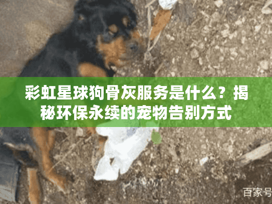 彩虹星球狗骨灰服务是什么？揭秘环保永续的宠物告别方式