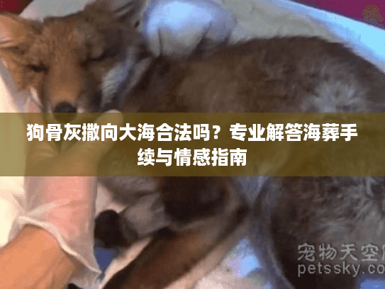 狗骨灰撒向大海合法吗？专业解答海葬手续与情感指南